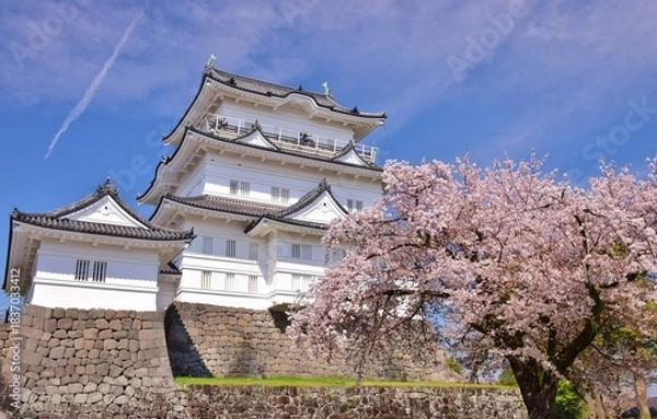 Obraz 小田原城　春の彩り