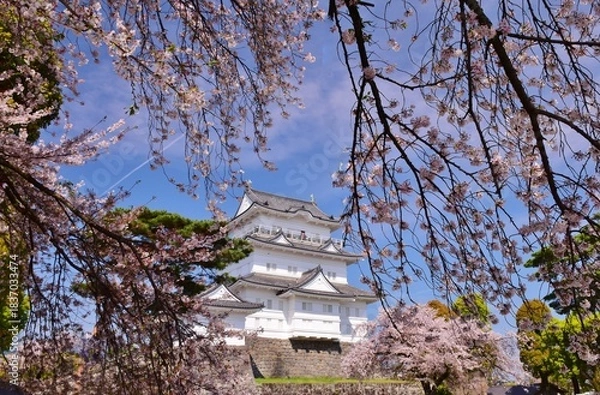 Obraz 小田原城　春の彩り