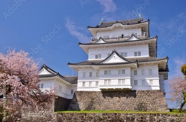 Obraz 小田原城　春の彩り