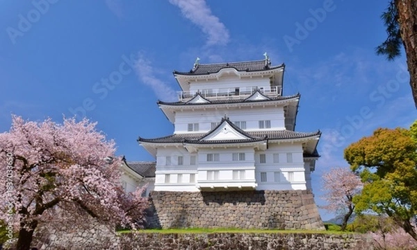 Obraz 小田原城　春の彩り