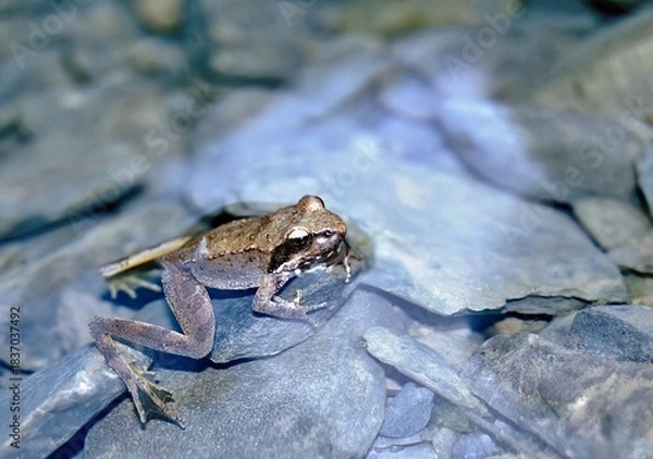 Obraz Greek Stream Frog (Rana graeca), Greece