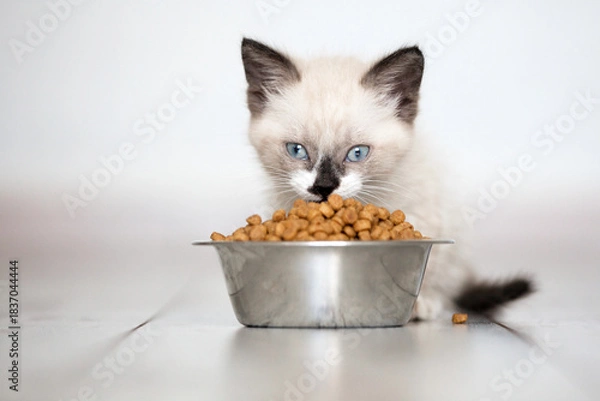 Obraz Gray Kitten Eats Cat Food with pleasure at home