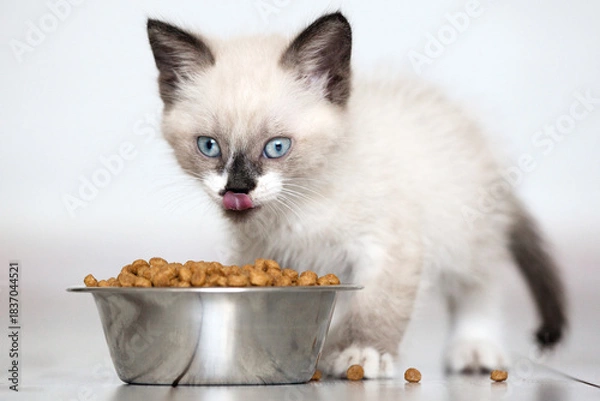 Obraz Kitten Eats Cat Food from bowl