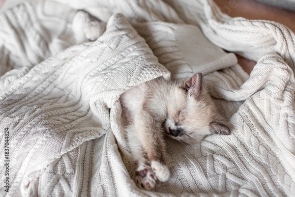 Obraz Tiny Cat is sleeping under warm knitted sweater indoors