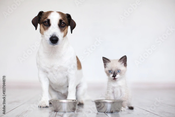 Obraz Cute kitten eating from bowl cat's food