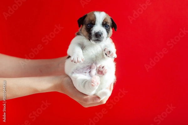 Obraz Puppy Jack Russell looking at camera, studio shot