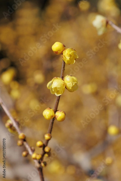 Fototapeta ロウバイ