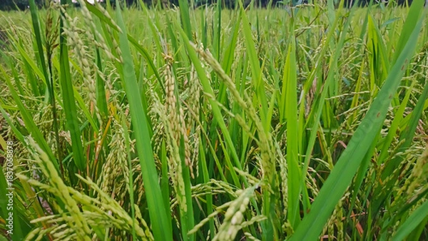 Obraz Green rice field