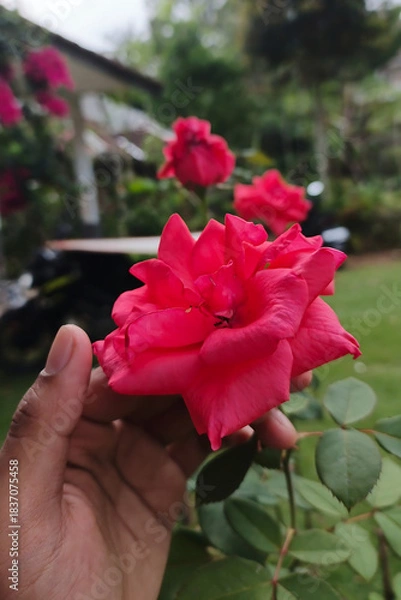 Obraz Hand holding red rose