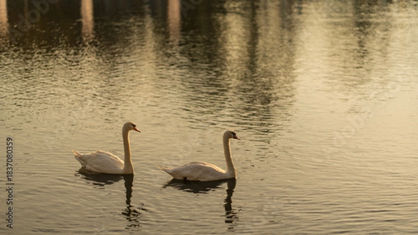 Obraz Two white swans swimming peacefully on calm water during a golden sunset.