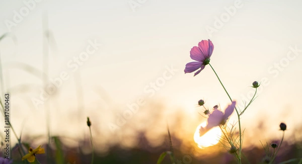 Obraz Pink cosmos flower with sunset light creating warm and romantic atmosphere.