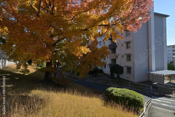 Obraz 千里ニュータウン新千里東町（大阪府豊中市）のUR新千里東町団地／千里グリーンヒルズ東町