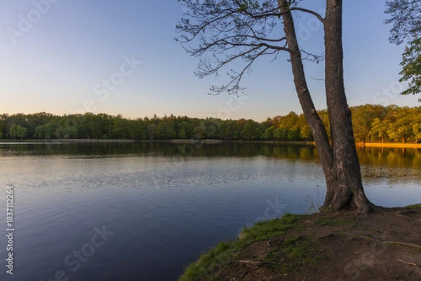 Fototapeta Calm surface of the Castle Pond near Moritzburg at dusk. Tree line silhouette reflected on the water. Two trunks in the foreground. Peaceful scenery