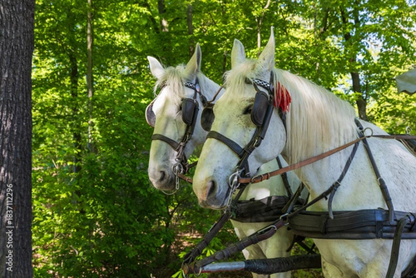 Fototapeta Close-up of a pair of white grey horses' heads in harness with red tassels. Lush, dense forest and trees in the background. Sunny day in nature