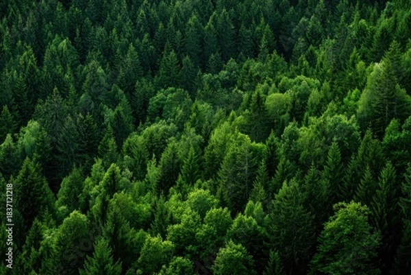 Obraz Dense green forest representing biodiversity and natural carbon capture. Sustainable forest management and environmental protection for a cleaner planet and climate balance. MZ