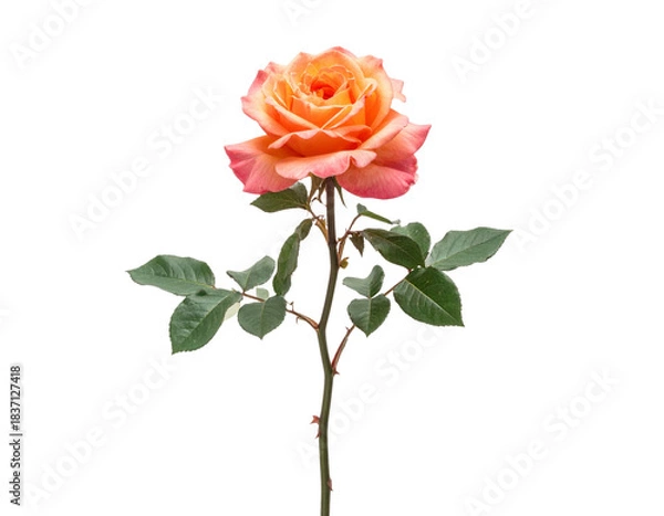 Fototapeta Single Tall Rose Branch Featuring Mixed Orange and Pink Blooms, Minimal Botanical Style, Isolated
