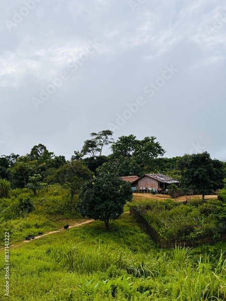 Obraz An aerial perspective of vibrant green hillside forests stretching toward mist-covered mountains, forming a peaceful and calming landscape in Bandarban, Chittagong Division, Bangladesh.