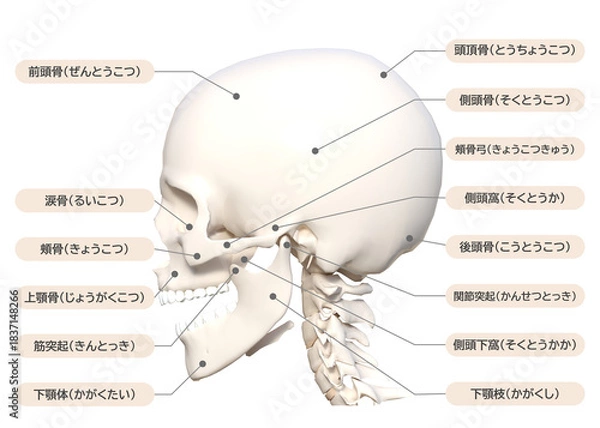 Obraz 頭蓋骨 頭の側面の骨の図解 3Dイラスト 顔アップ 横向き