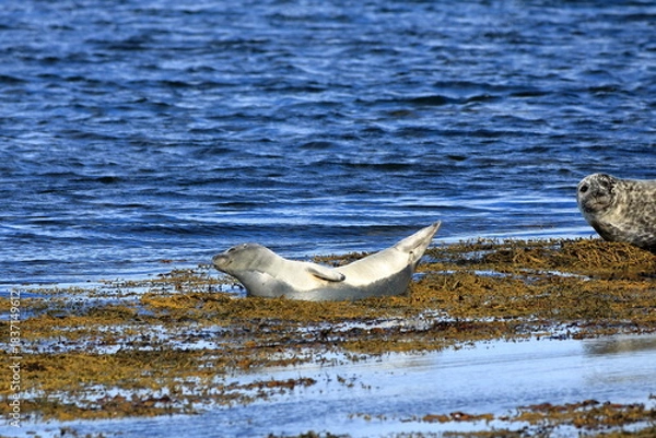 Fototapeta seal in Iceland posing near Illugastadir on the Vatnsnes peninsula