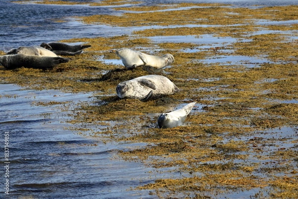 Fototapeta seal in Iceland posing near Illugastadir on the Vatnsnes peninsula