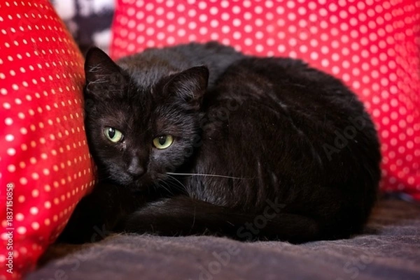 Fototapeta Black cat relaxing on  sofa and looking curious at camera. Horizontal image with selective focus.