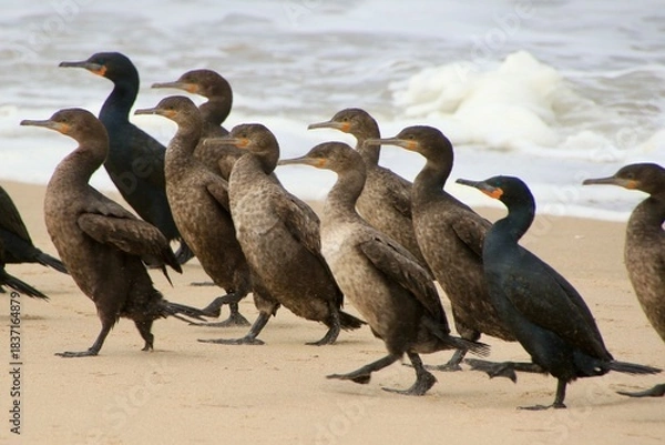 Obraz Kormorane am Atlantic Namibia