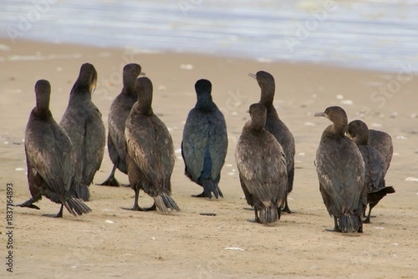 Obraz Kormorane am Atlantic Namibia