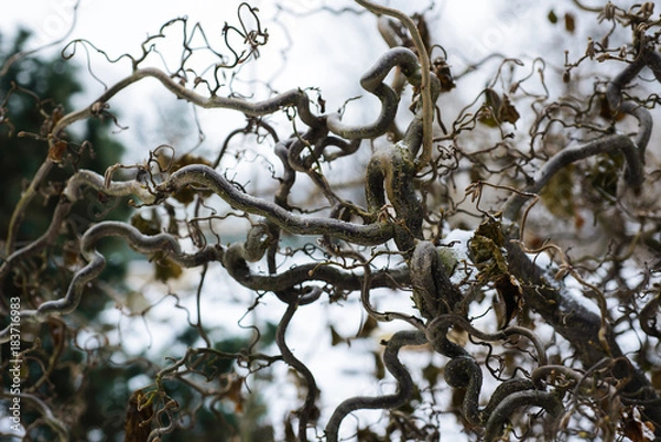 Obraz Common hazel "Contorta"