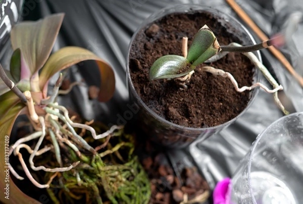 Fototapeta Repotting an orchid from bark substrate into nutrient-rich soil at home. A process of plant care, soil renewal, and creating conditions for healthy indoor growth.