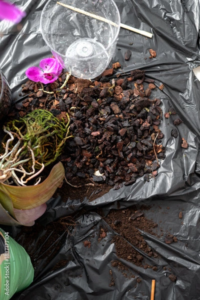 Fototapeta Repotting an orchid from bark substrate into nutrient-rich soil at home. A process of plant care, soil renewal, and creating conditions for healthy indoor growth.