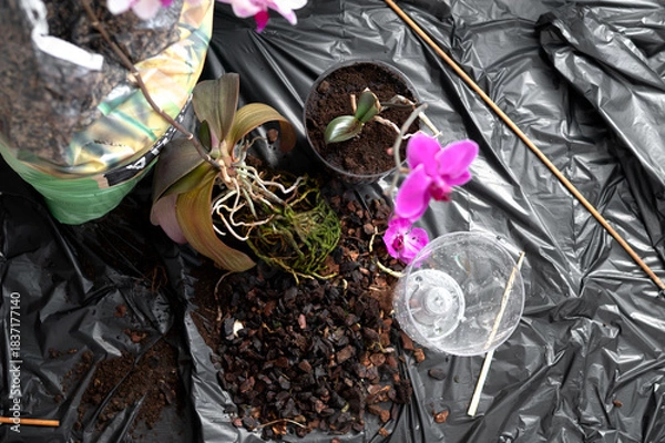 Fototapeta Repotting an orchid from bark substrate into nutrient-rich soil at home. A process of plant care, soil renewal, and creating conditions for healthy indoor growth.