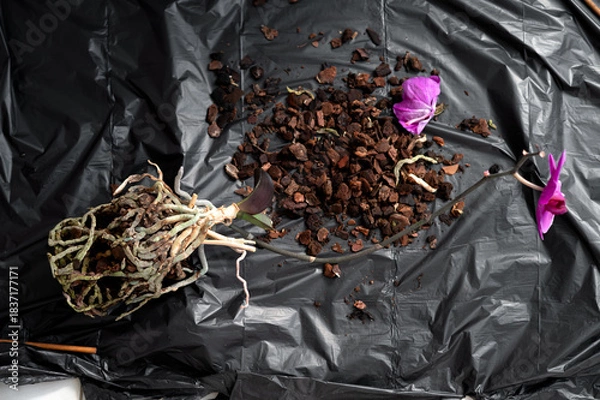 Fototapeta Repotting an orchid from bark substrate into nutrient-rich soil at home. A process of plant care, soil renewal, and creating conditions for healthy indoor growth.