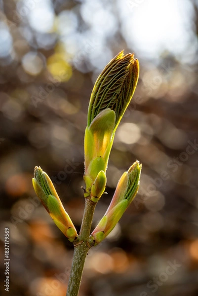 Fototapeta Bourgeons de frêne
