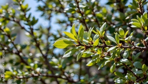 Fototapeta Closeup of Fresh Green Leaves on a Branch in Bright Sunlight Surrounded by Nature