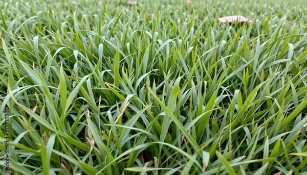 Fototapeta Lush Green Grass Covering the Ground in a Natural Outdoor Environment with Vibrant Textures