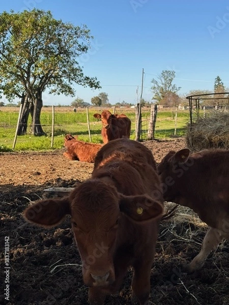 Obraz cows in a farm
