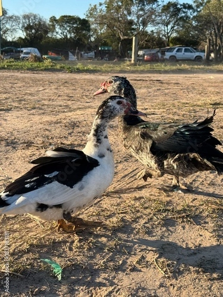 Obraz duck on the beach