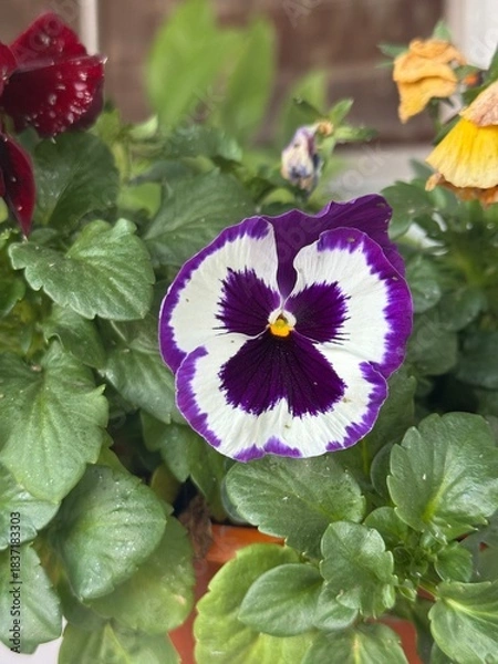 Obraz purple and white flowers