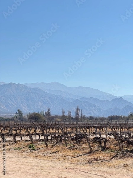 Obraz vineyard in autumn