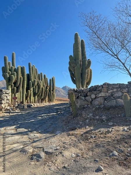 Obraz cactus in the desert