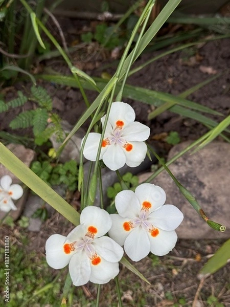 Obraz white spring flowers
