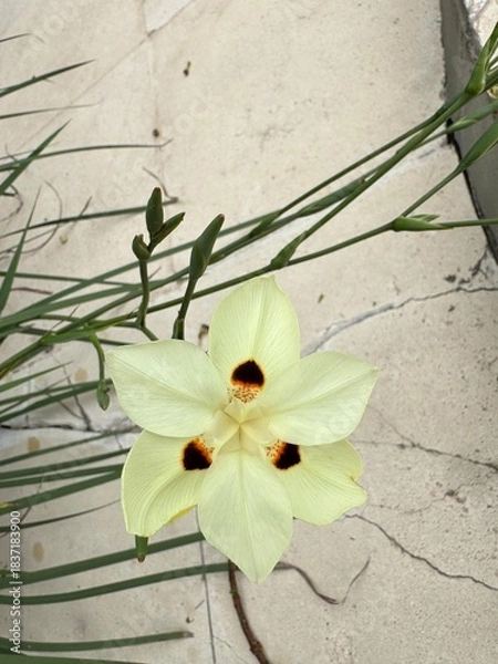 Obraz flowers on a white background