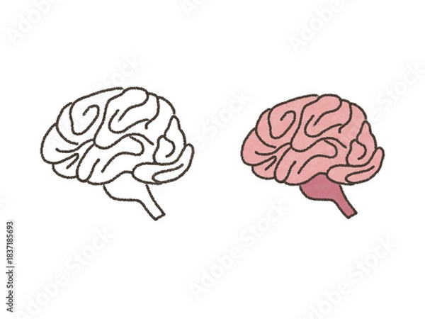 Obraz 脳の構造・側面のイラスト【医療・人体】