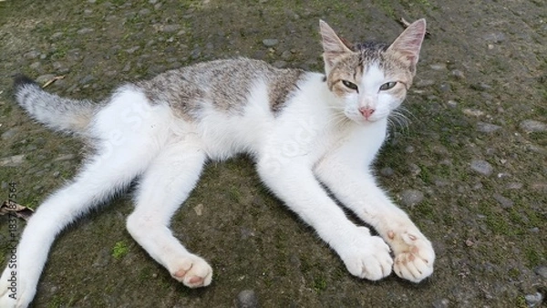Fototapeta A brownish-white cat is lying relaxed on the ground. Its facial expression is clearly visible, complemented by the detailed fur and texture of the floor, perfect for themes of pets, nature, and every