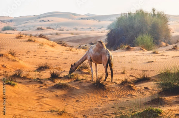 Fototapeta Semi wild camel grazing in the desert sand dunes near Dubai