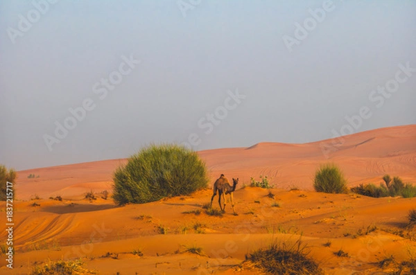 Fototapeta Semi wild camel grazing in the desert sand dunes near Dubai