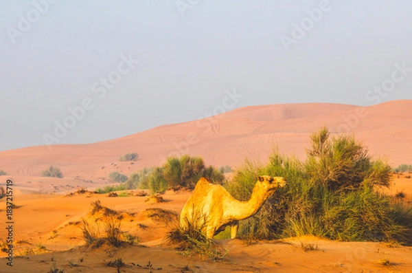 Fototapeta Semi wild camel grazing in the desert sand dunes near Dubai
