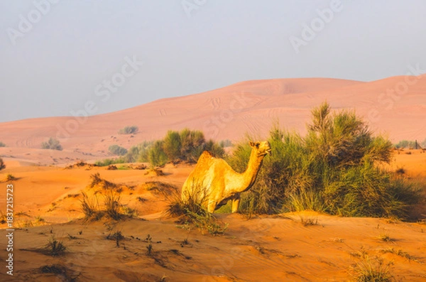 Fototapeta Semi wild camel grazing in the desert sand dunes near Dubai