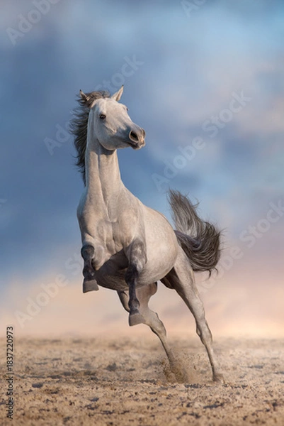 Obraz Grey arabian horse jump