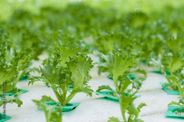 Obraz Young lettuce growth in hydroponics system